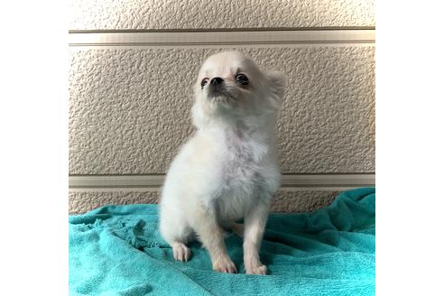ロングコートチワワでクリーム系の子犬を探す ブリーダーナビ ロングコートチワワでクリーム系の子犬を探す ブリーダーナビ