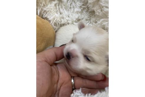 成約済の愛媛県のチワワ(ロングコート)-124518の12枚目