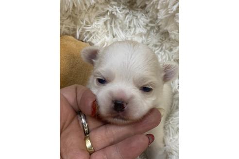 成約済の愛媛県のチワワ(ロングコート)-124518の10枚目