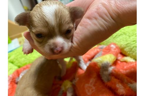 成約済の神奈川県のチワワ(ロングコート)-124565の69枚目