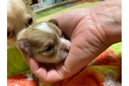 成約済の神奈川県のチワワ(ロングコート)-124565の68枚目