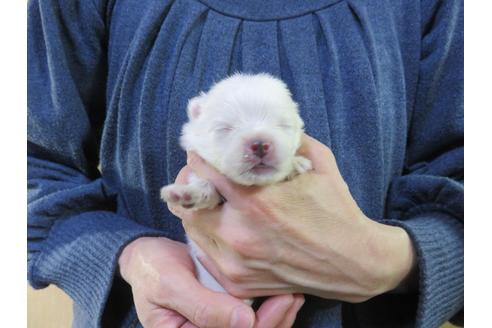 成約済の愛知県のポメラニアン-126412の9枚目