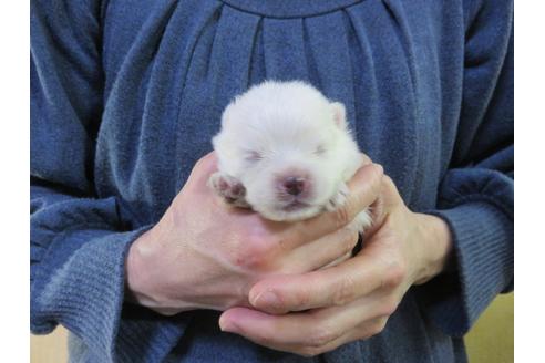 成約済の愛知県のポメラニアン-126412の8枚目