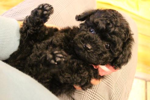 成約済の愛知県のトイプードル-120278の7枚目