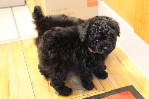 成約済の愛知県のトイプードル-120278の5枚目