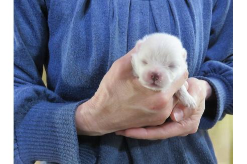 成約済の愛知県のポメラニアン-126413の3枚目