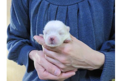 成約済の愛知県のポメラニアン-126414の7枚目