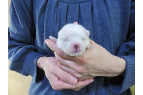 成約済の愛知県のポメラニアン-126414の6枚目