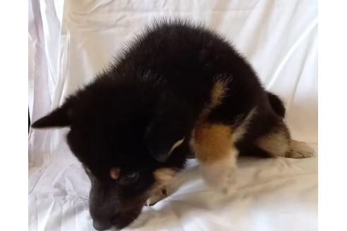 成約済の沖縄県の柴犬-126443の2枚目