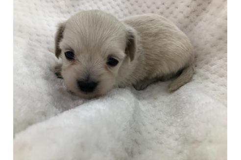 成約済の京都府のチワックス:チワワ×ミニチュアダックスフンド-126466の3枚目