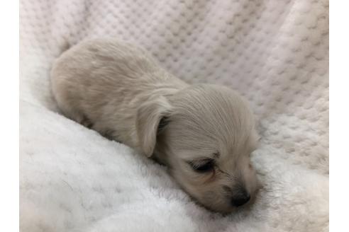 成約済の京都府のチワックス:チワワ×ミニチュアダックスフンド-126466の4枚目