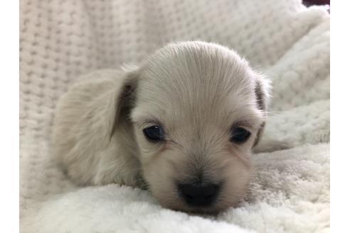 成約済の京都府のチワックス:チワワ×ミニチュアダックスフンド-126466の2枚目