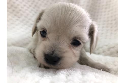 成約済の京都府のチワックス:チワワ×ミニチュアダックスフンド-126466