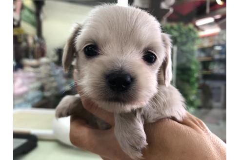 成約済の京都府のチワックス:チワワ×ミニチュアダックスフンド-126466の5枚目