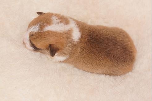 成約済の鹿児島県のウェルシュコーギーペンブローク-126465の2枚目