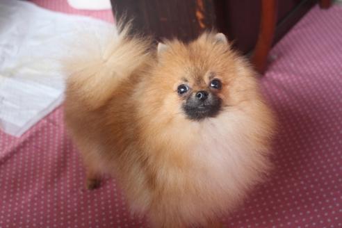 奈良県でポメラニアンの子犬を探す ブリーダーナビ 奈良県でポメラニアンの子犬を探す ブリーダーナビ