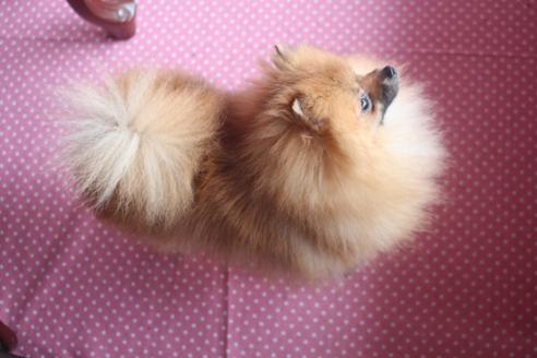 成約済の奈良県のポメラニアン-126469の5枚目