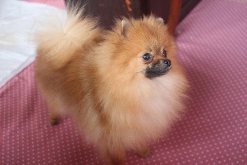 成約済の奈良県のポメラニアン-126469の4枚目