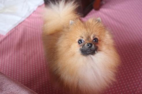 成約済の奈良県のポメラニアン-126469の3枚目