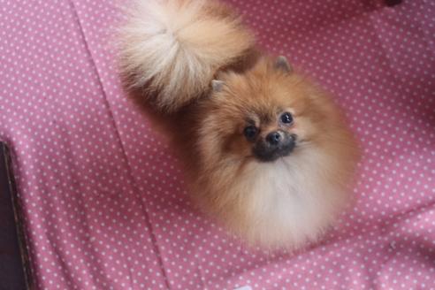 成約済の奈良県のポメラニアン-126469の2枚目