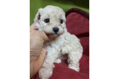 成約済の千葉県のトイプードル-126471の3枚目