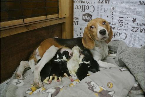 栃木県でビーグルの子犬を探す ブリーダーナビ