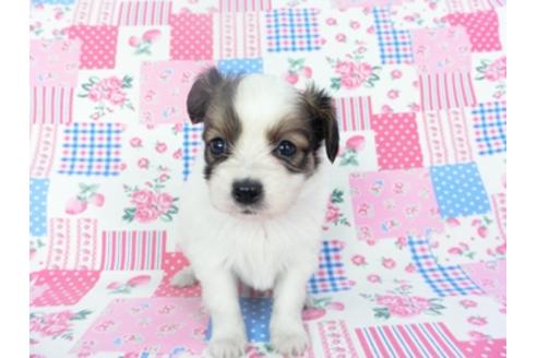 成約済の千葉県のパピヨン-126495