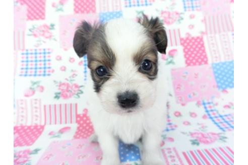 成約済の千葉県のパピヨン-126495の4枚目