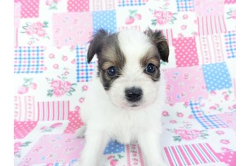 成約済の千葉県のパピヨン-126495の3枚目