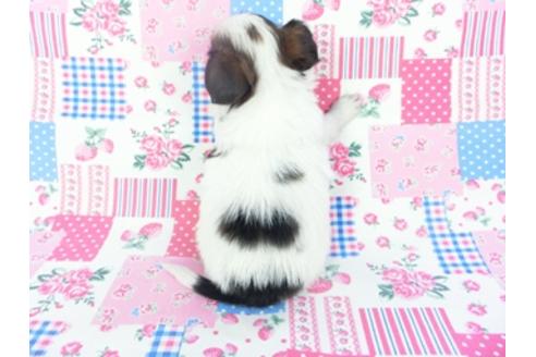 成約済の千葉県のパピヨン-126495の2枚目