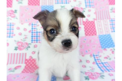 成約済の千葉県のパピヨン-126496