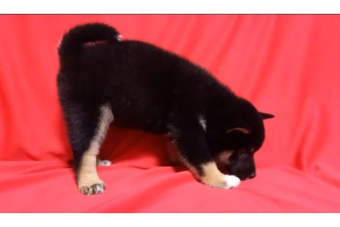 成約済の沖縄県の柴犬-126500の2枚目