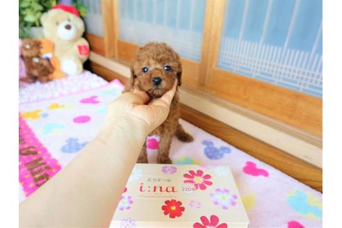 成約済の熊本県のトイプードル-126546の5枚目