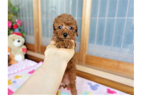 成約済の熊本県のトイプードル-126546の4枚目