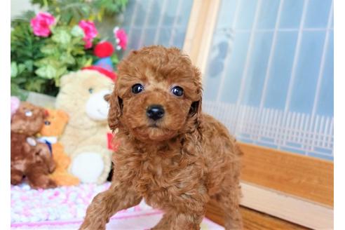 成約済の熊本県のトイプードル-126546の3枚目