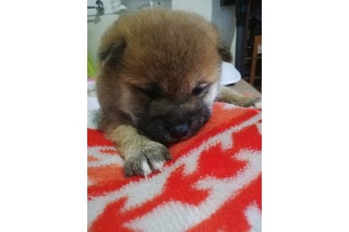 成約済の千葉県の柴犬-123725の4枚目