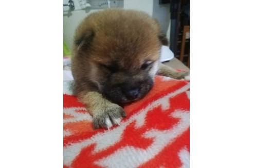 成約済の千葉県の柴犬-123725の3枚目