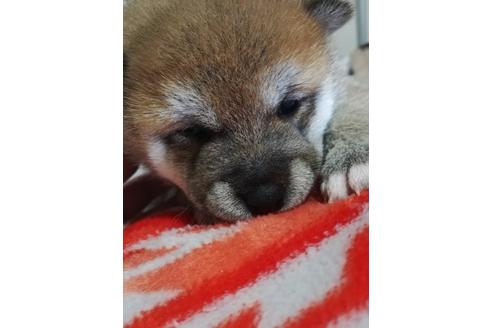 成約済の千葉県の柴犬-123726の7枚目