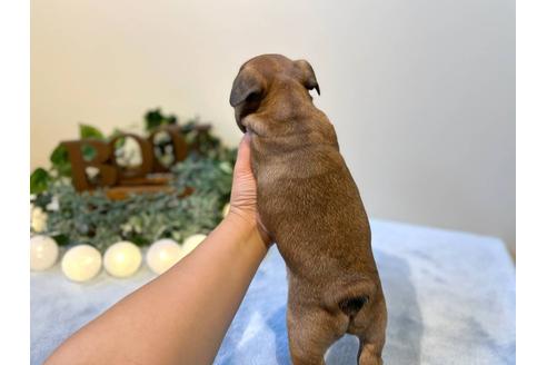 成約済の愛知県のフレンチブルドッグ-126590の2枚目