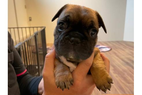 成約済の愛知県のフレンチブルドッグ-126590の3枚目