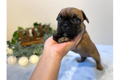 成約済の愛知県のフレンチブルドッグ-126590