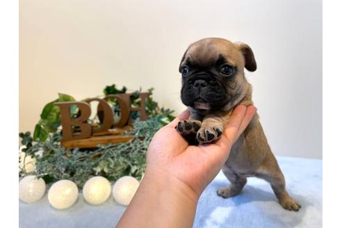 成約済の愛知県のフレンチブルドッグ-126593の2枚目