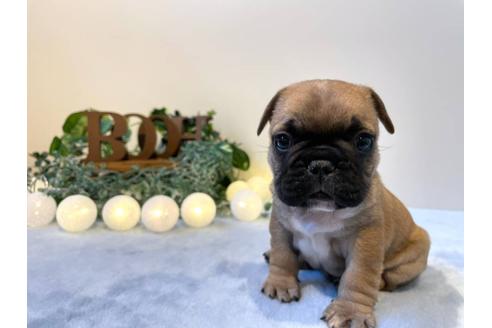 成約済の愛知県のフレンチブルドッグ-126593の1枚目