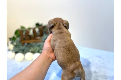 成約済の愛知県のフレンチブルドッグ-126593の3枚目