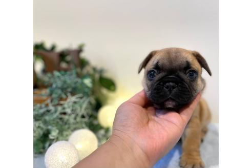成約済の愛知県のフレンチブルドッグ-126594の1枚目