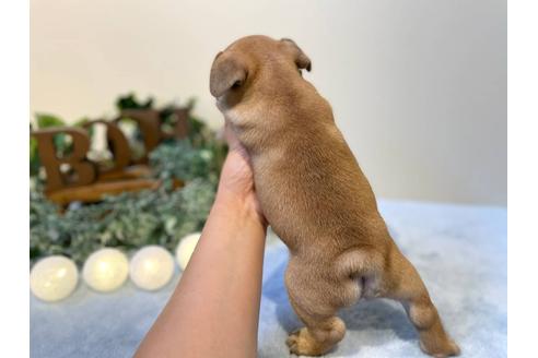 成約済の愛知県のフレンチブルドッグ-126594の3枚目