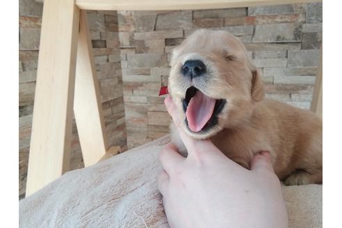 成約済の青森県のゴールデンレトリーバー-126376の1枚目