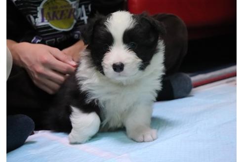 成約済の宮崎県のボーダーコリー-122621の1枚目