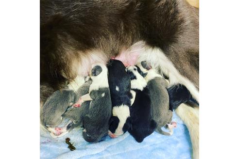 成約済の福岡県のボーダーコリー-126617の1枚目