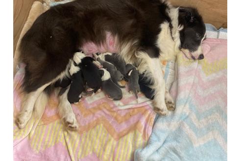 成約済の福岡県のボーダーコリー-126617の8枚目